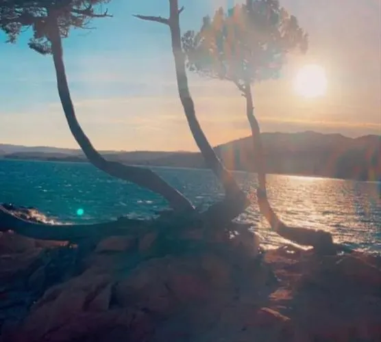 Campeggio Palombaggia Location I Pini Vecchio